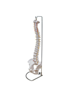 LIFE SIZE VERTEBRAL COLUMN WITH PERVIS